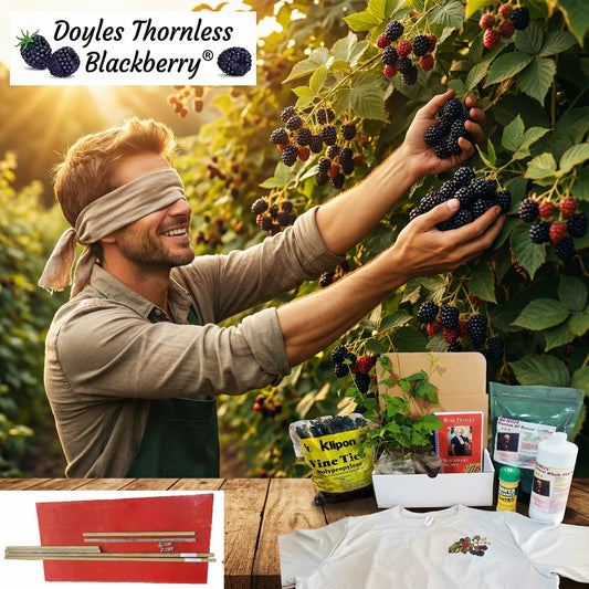 Doyle's Thornless Blackberry® Bundles With Trellis Kits