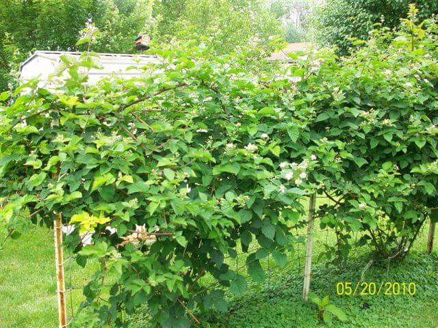 Doyle's Thornless Blackberry plants in a lush garden setting, showcasing green foliage and healthy growth.
