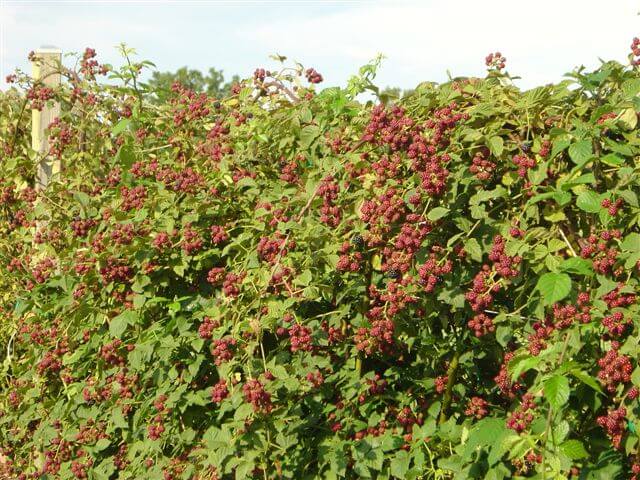 Lush blackberry bushes with ripe berries ready for harvest, perfect for home gardens and market growers.