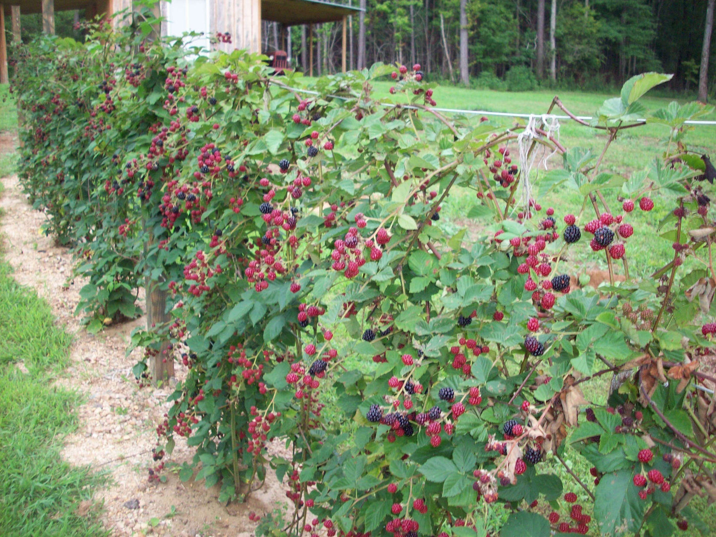 Row of blackberry plants with ripe berries ready for harvest, ideal for families and market growers.