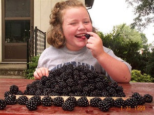 Doyle's Thornless Blackberry Plants